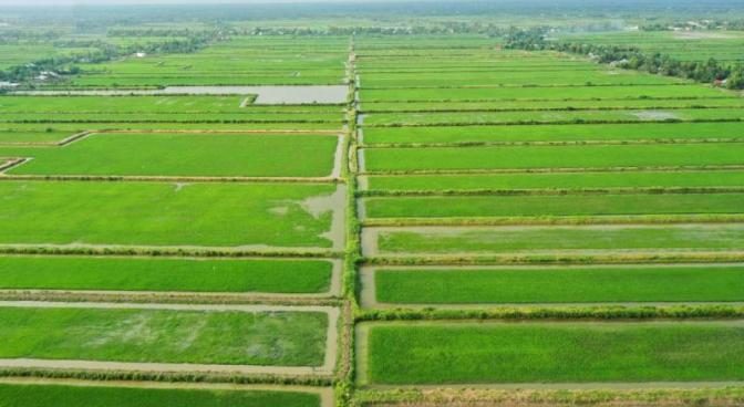 Làm thế nào để tăng năng suất lúa gạo mà không cần sử dụng thuốc trừ sâu Làm thế nào để tăng năng suất lúa gạo mà không cần sử dụng thuốc trừ sâu