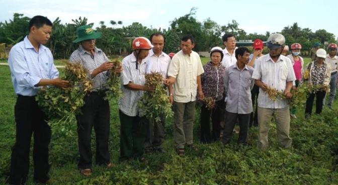 Hiệu quả sử dụng phân bón Thiên Quyến trên cây lạc vụ xuân Hiệu quả sử dụng phân bón Thiên Quyến trên cây lạc vụ xuân