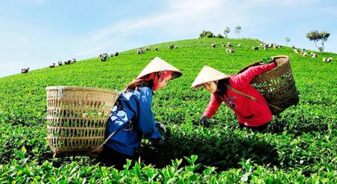 Xu hướng phát triển nông nghiệp hữu cơ tại Việt Nam Xu hướng phát triển nông nghiệp hữu cơ tại Việt Nam