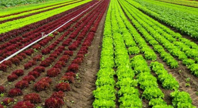 Hướng dẫn chuyển đổi mô hình canh tác từ truyền thống sang hữu cơ Hướng dẫn chuyển đổi mô hình canh tác từ truyền thống sang hữu cơ