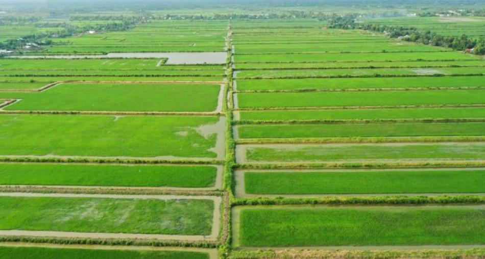 Làm thế nào để tăng năng suất lúa gạo mà không cần sử dụng thuốc trừ sâu Làm thế nào để tăng năng suất lúa gạo mà không cần sử dụng thuốc trừ sâu
