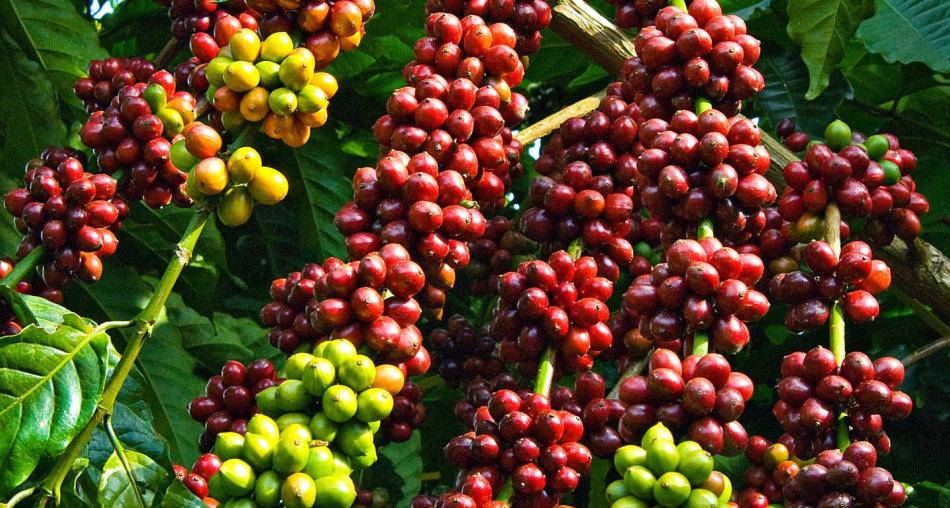 Giá cà phê tăng mạnh trở lại Giá cà phê tăng mạnh trở lại