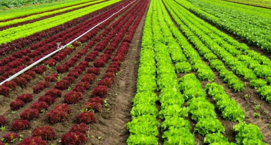 Hướng dẫn chuyển đổi mô hình canh tác từ truyền thống sang hữu cơ Hướng dẫn chuyển đổi mô hình canh tác từ truyền thống sang hữu cơ